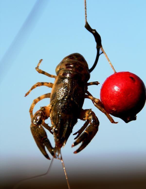 select baits  - 6040533788967022252131624252217n.jpg